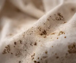 مدیریت لکه‌های کپک روی پرده با شستشوی حرفه‌ای